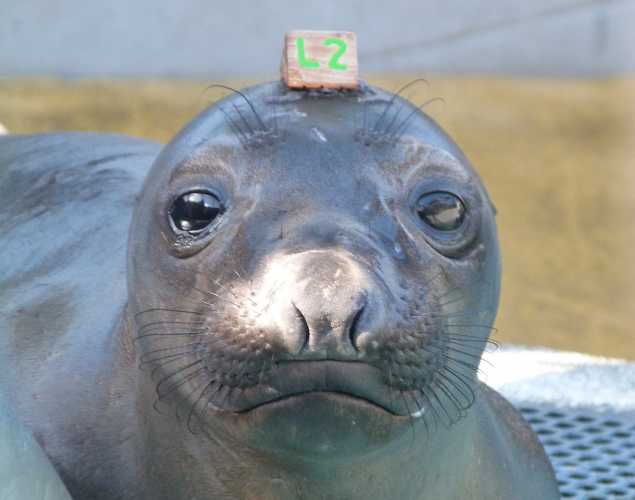 northern elephant seal Henrietta