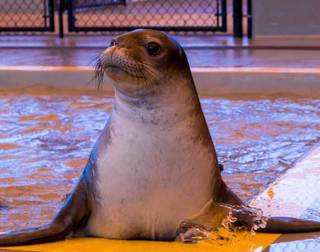 Hawaiian monk seal Meleana