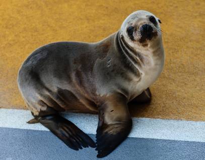 California sea lion Finleigh