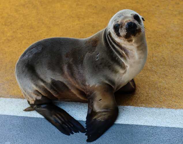 California sea lion Finleigh
