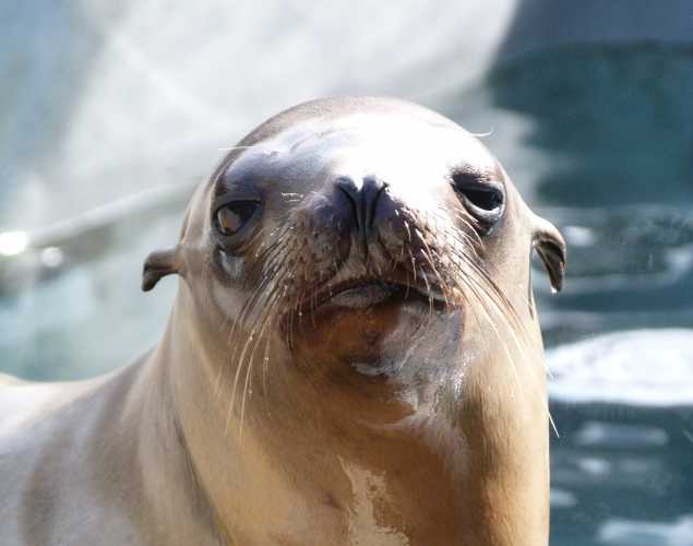 California sea lion Zwally