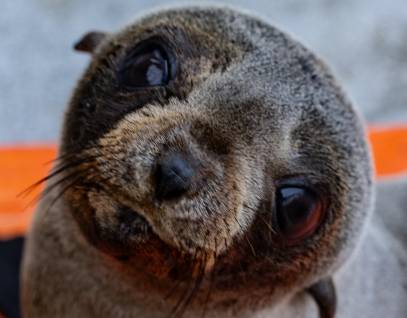 Guadalupe fur seal, Denise