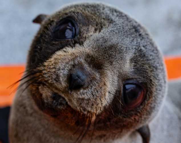 Guadalupe fur seal, Denise