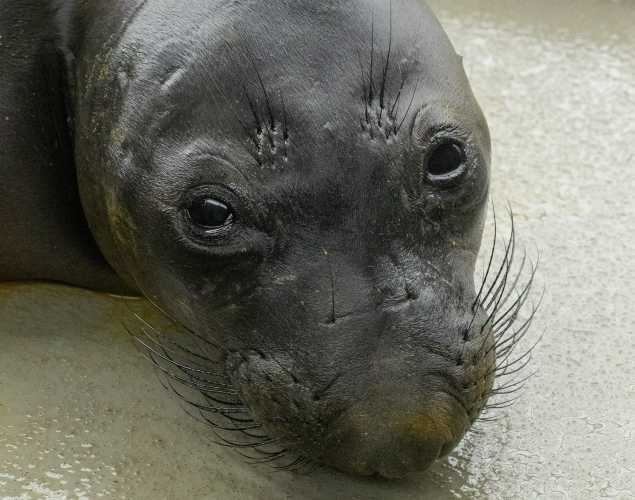 northern elephant seal Lunchbreak