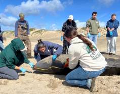 experts examining stranded pygmy sperm whale
