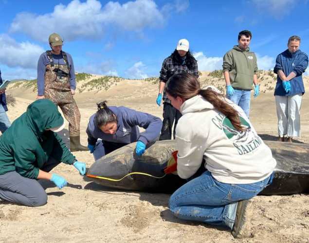 experts examining stranded pygmy sperm whale