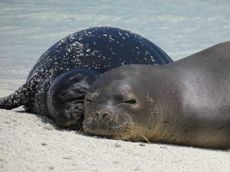Hawaiian monk seal and pup
