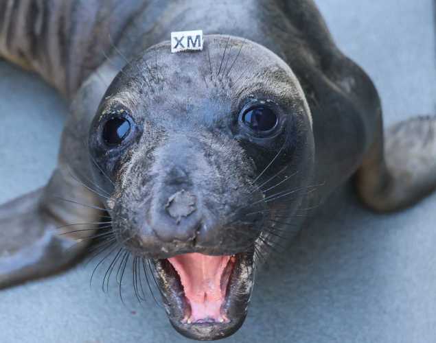 northern elephant seal Ponzu
