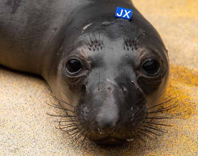 northern elephant seal Jinxy