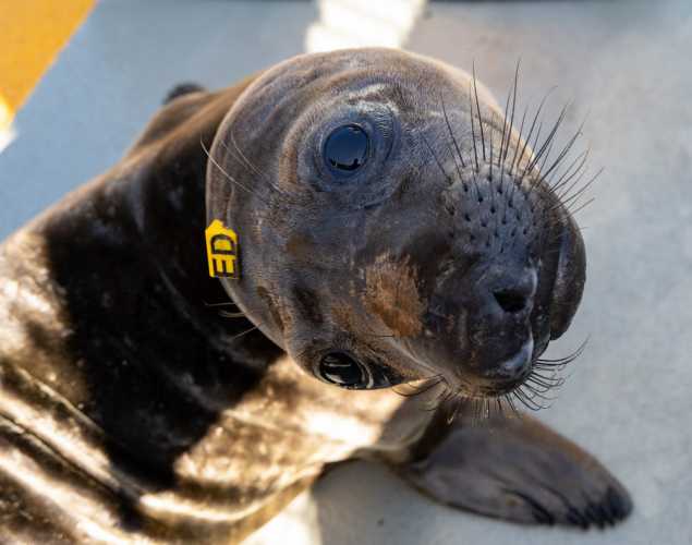 Northern elephant seal pup