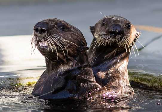 sea otter pup patient Langly