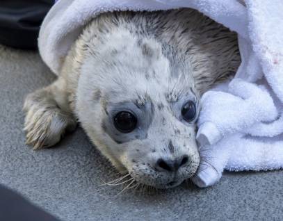 harbor seal Maggett