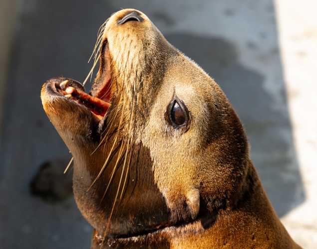 California sea lion Squats