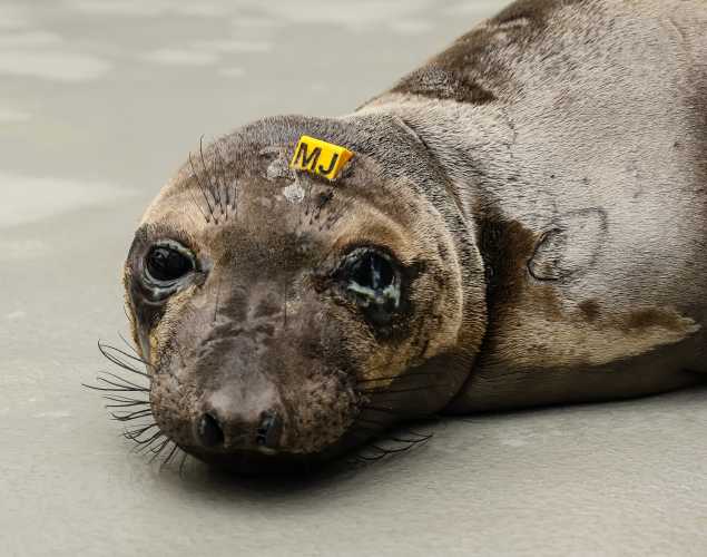 northern elephant seal Swishy