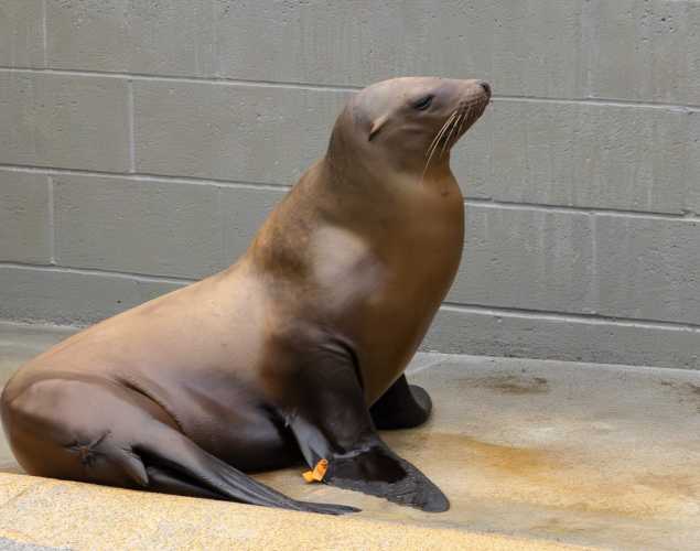 banker california sea lion