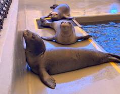 Hawaiian monk seal pups in care at the marine mammal center 