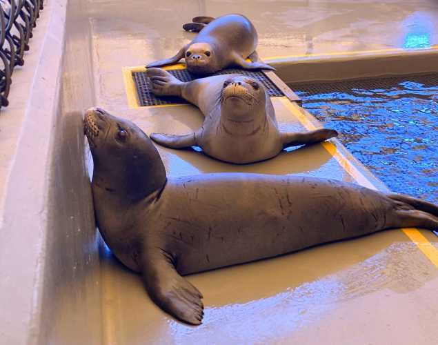 Hawaiian monk seal pups in care at the marine mammal center 
