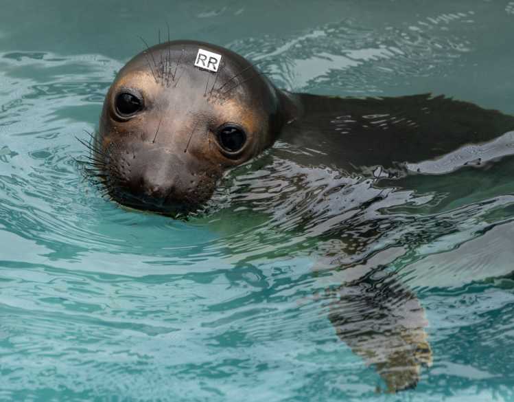 A northern elephant seal pup with a small ID tag on its head swims in a rehabilitation pool.