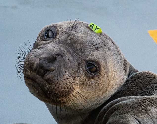 northern elephant seal Brayden