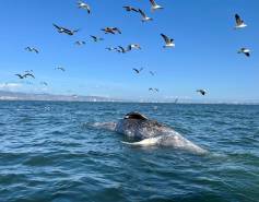 a dead gray whale in the water with birds flying above