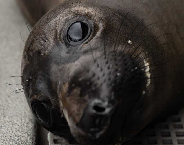 northern elephant seal Crinkle