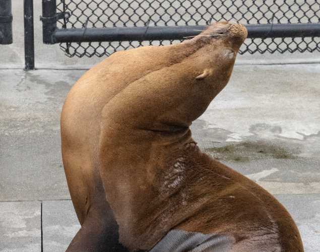 hook california sea lion