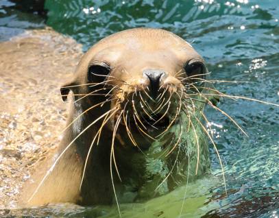 California sea lion Keoki