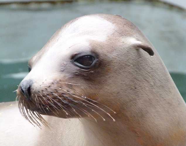 California sea lion Musanze