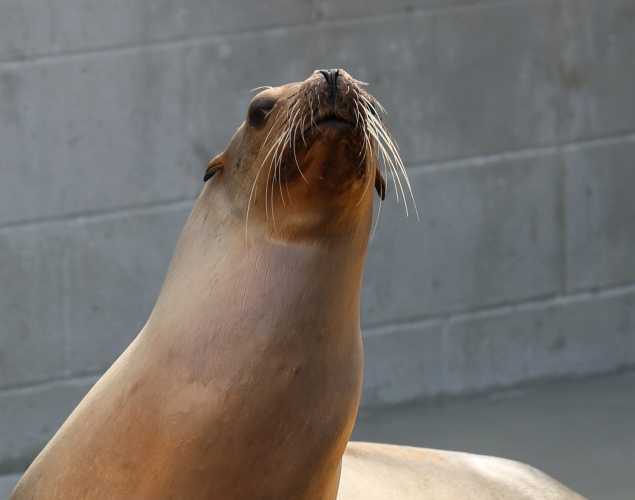 California sea lion Calamity