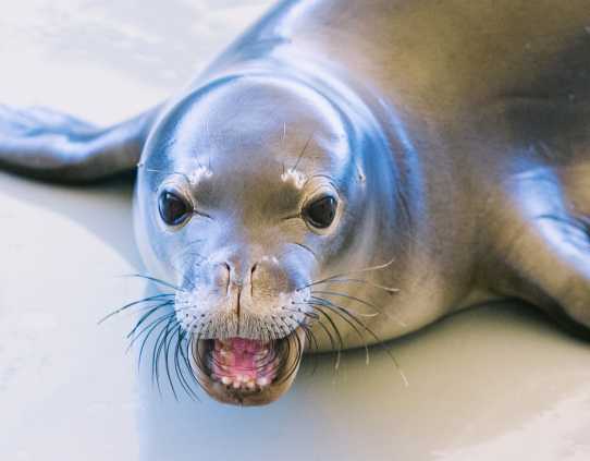 Hawaiian monk seal Maka Kilo