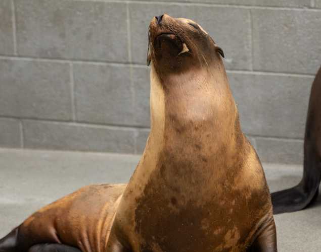 sea lion comte