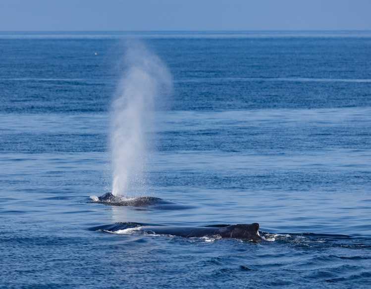 A spout is above the water as two humpback whales surface to breathe air.