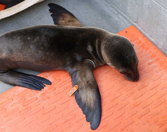 California sea lion Girasol