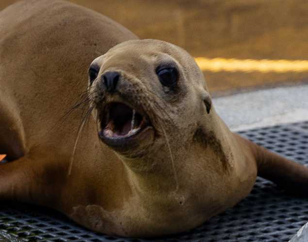 California sea lion Calliope