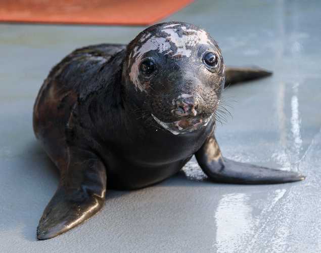 northern elephant seal Januellie with patches of fur missing on her head