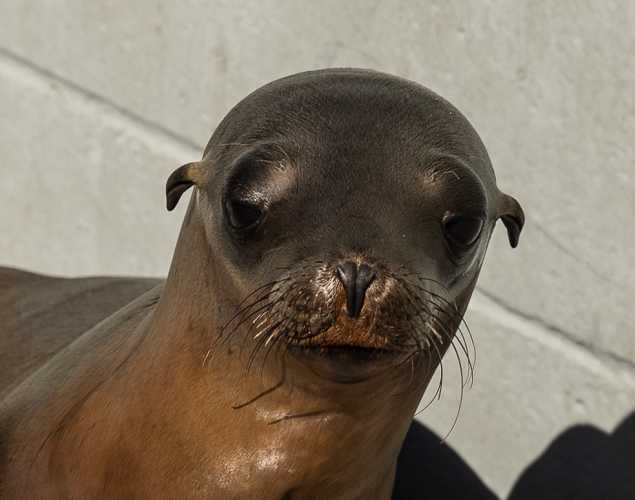 California sea lion Runaway