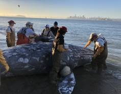 gray whale necropsy