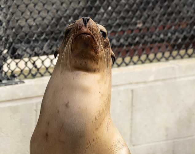 sea lion named dreamer
