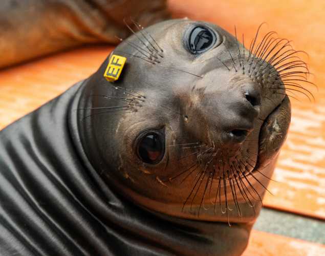 Northern elephant seal pup, Elefante