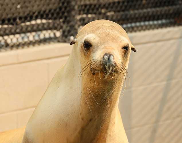 California sea lion Bobviv