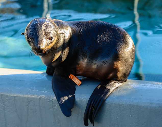 northern fur seal Snails