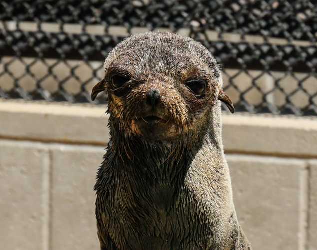 Guadalupe fur seal Barbara
