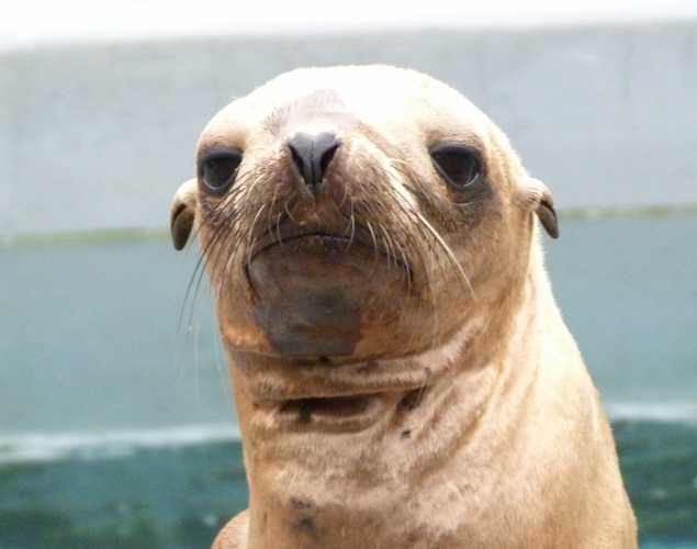 California sea lion Boltster