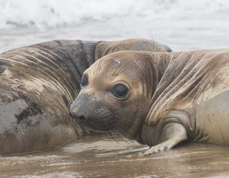 Two rehabilitated elephant seal pups on a sandy beach return to the ocean.