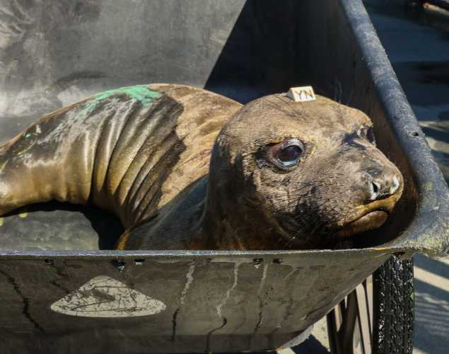 elephant seal Ketchup