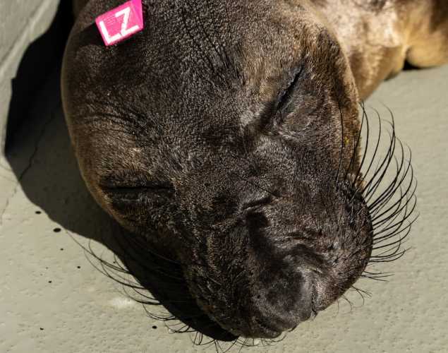 Northern elephant seal pup