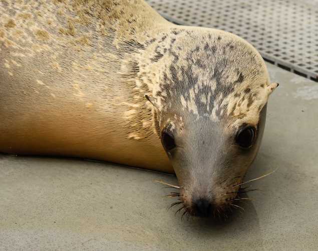 California sea lion Financier