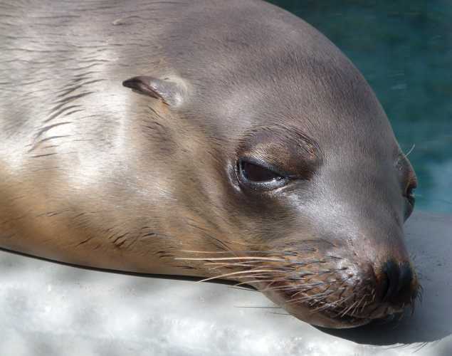 California sea lion Meow