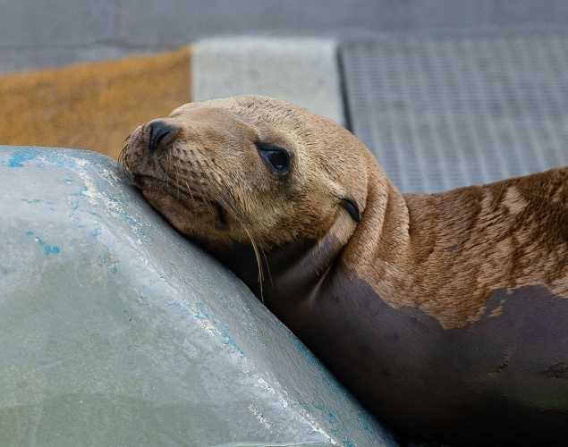 California sea lion Stoney