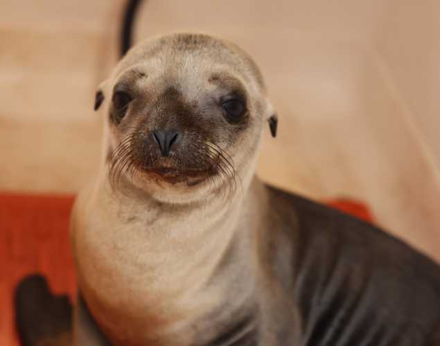 California sea lion Acacia